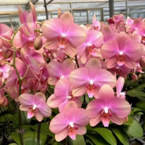 Phalaenopsis Baby Dynamite Near to Blooming Size