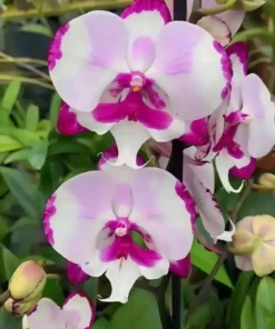 Ready to Flower Size Phalaenopsis PP491