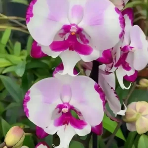 Ready to Flower Size Phalaenopsis PP491