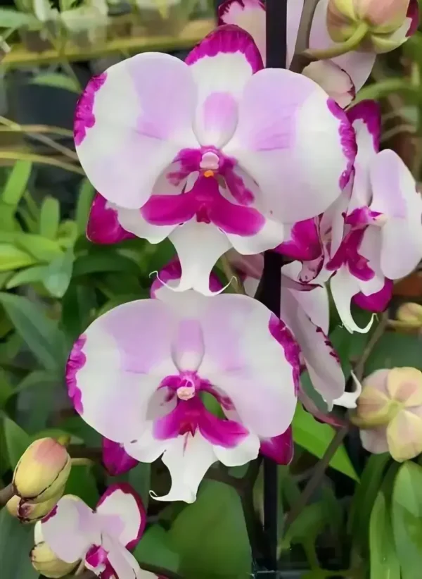 Ready to Flower Size Phalaenopsis PP491