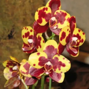 Ready to Flower Size Phalaenopsis PP109