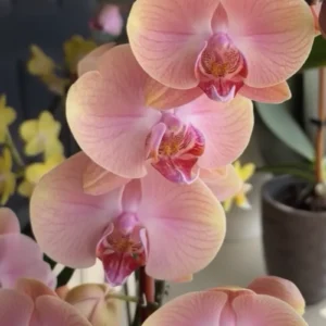Phalaenopsis Ready to Flower Size Midsummer Night