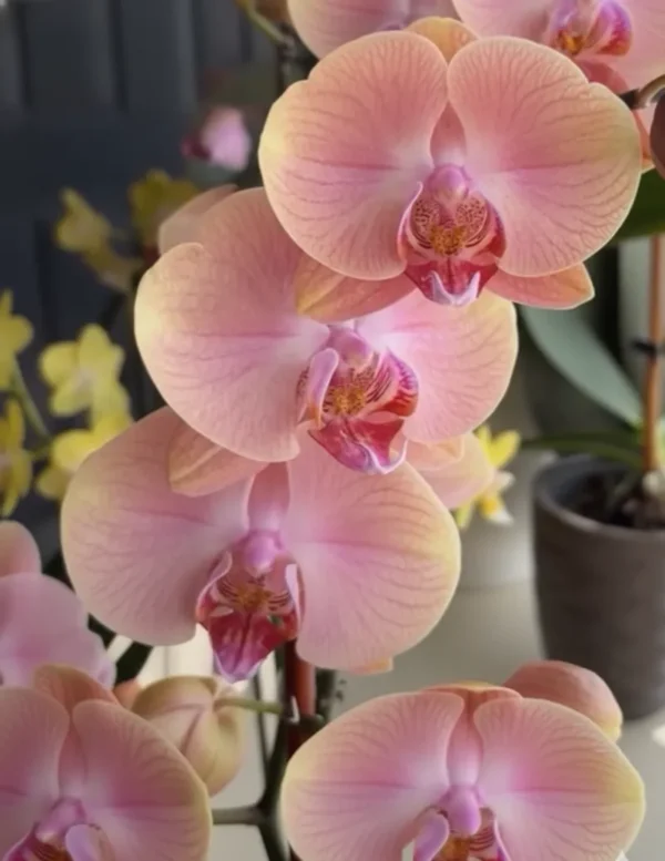 Phalaenopsis Ready to Flower Size Midsummer Night