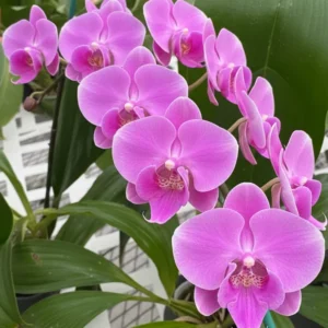 Phalaenopsis Elevator Pitch Near to Blooming Size