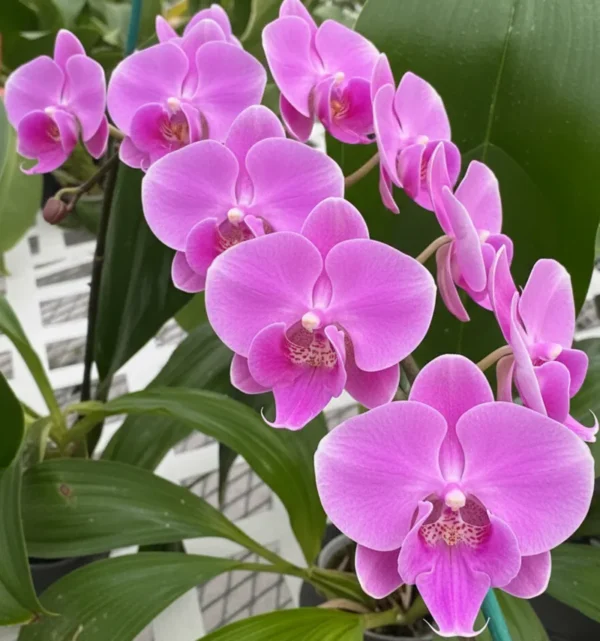 Phalaenopsis Elevator Pitch Near to Blooming Size
