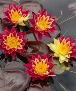 Ring of Fire Water Lily