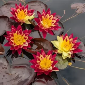 Ring of Fire Water Lily