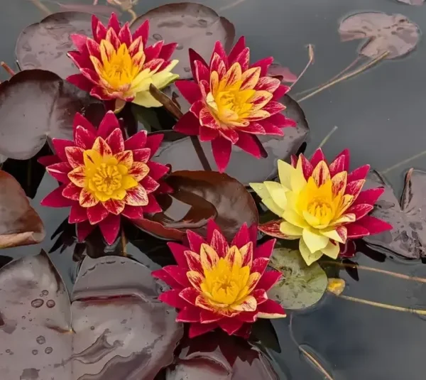 Ring of Fire Water Lily