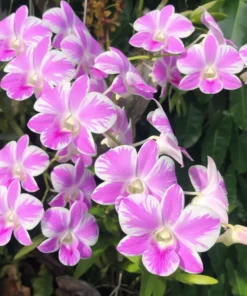 Ready to Flower Size Dendrobium Pink Lady Splash