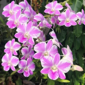 Ready to Flower Size Dendrobium Pink Lady Splash