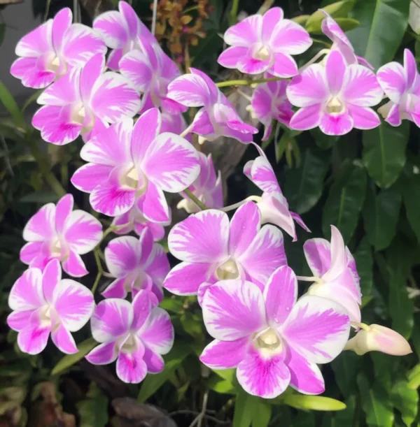 Ready to Flower Size Dendrobium Pink Lady Splash