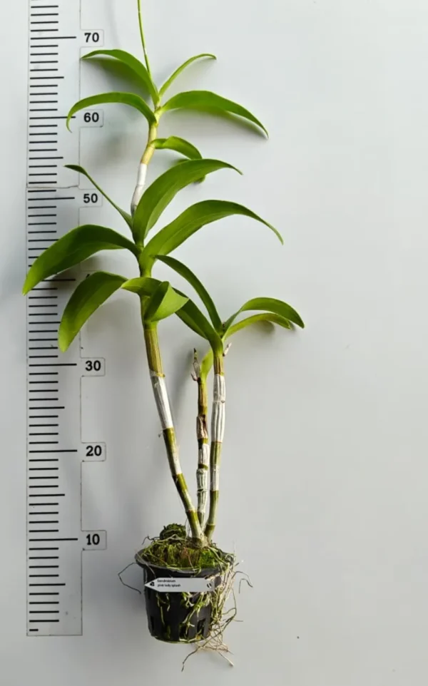 Ready to Flower Size Dendrobium Pink Lady Splash - Image 3