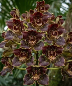 Grammatophyllum Jumbo Grand - Extra Large Size Plant (Big Pot)