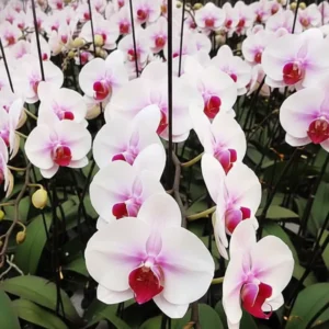 Phalaenopsis Eve Near to Blooming Size