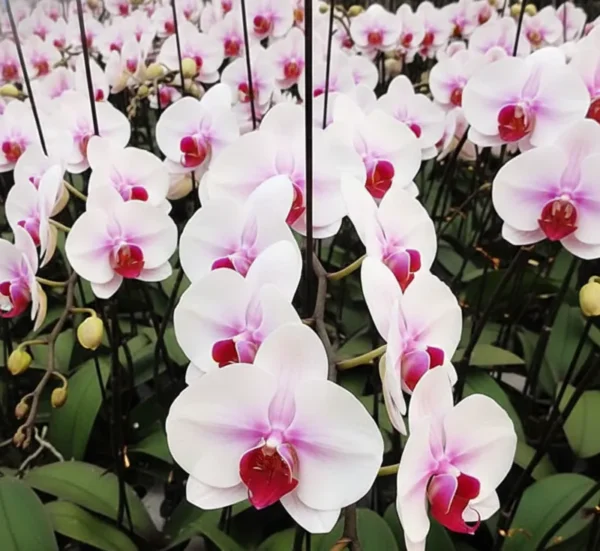 Phalaenopsis Eve Near to Blooming Size