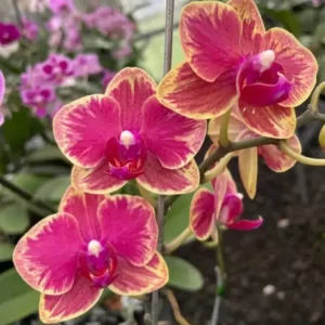 Ready to Flower Size Phalaenopsis PP027