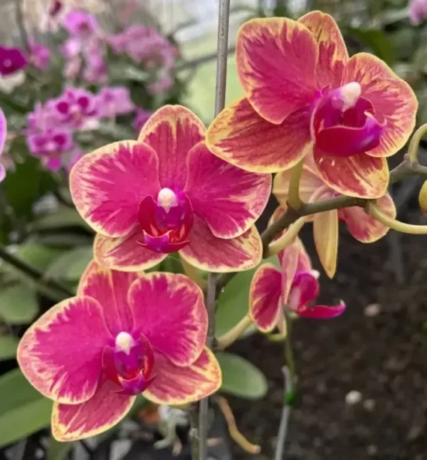 Ready to Flower Size Phalaenopsis PP027