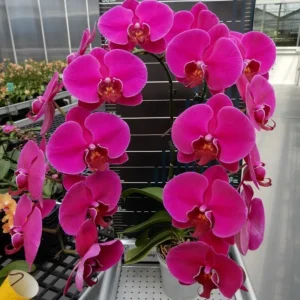 Ready to Flower Size Phalaenopsis PP063