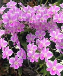 Alternative view of Ready to Flower Size Dendrobium Pink Lady Splash