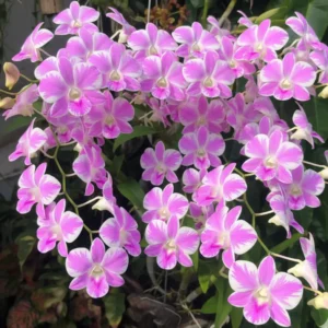 Alternative view of Ready to Flower Size Dendrobium Pink Lady Splash