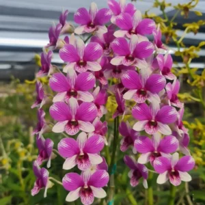 Ready to Flower Size Dendrobium Triple Fantasy