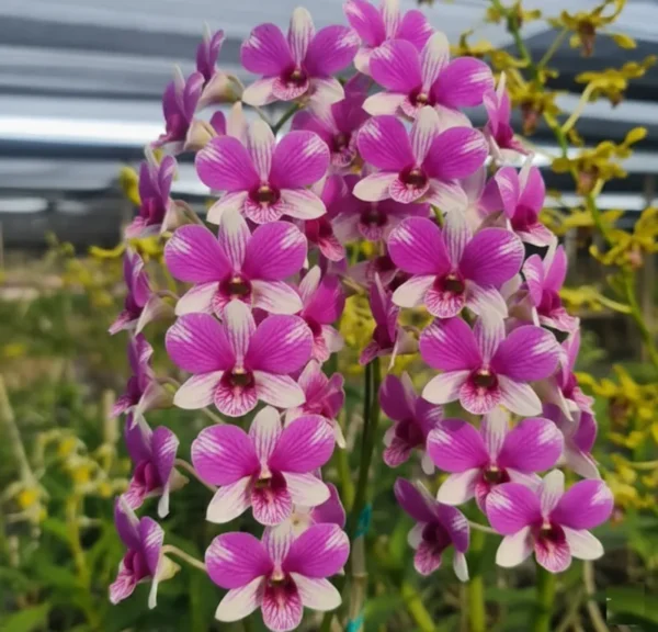 Ready to Flower Size Dendrobium Triple Fantasy