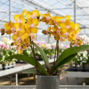 Ready to Flower Size Phalaenopsis PP630