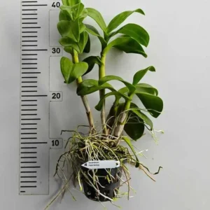 Alternative view of Ready to Flower Size Dendrobium Triple Fantasy
