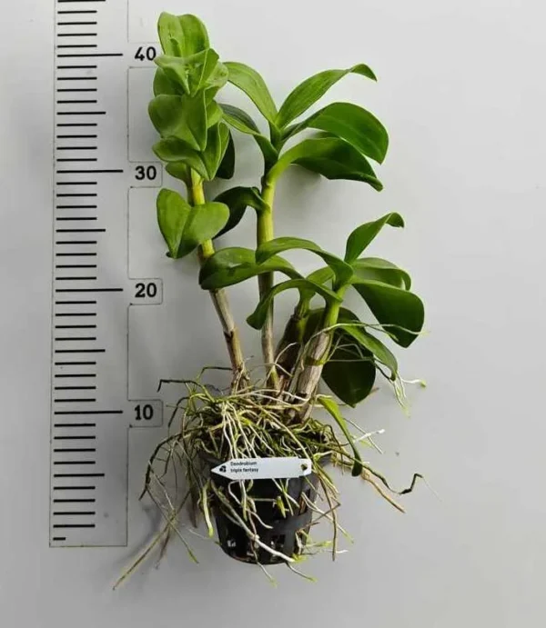 Ready to Flower Size Dendrobium Triple Fantasy - Image 2