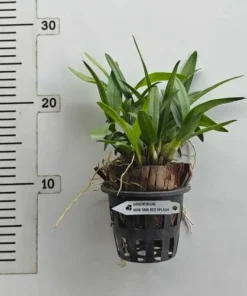 Alternative view of Ready to Flower Size Dendrobium Mini YaYa Red Splash