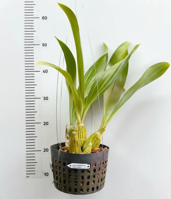 Grammatophyllum Jumbo Grand - Extra Large Size Plant (Big Pot) - Image 2