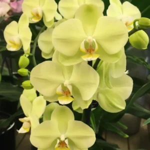 Phalaenopsis Sunshower Near to Blooming Size