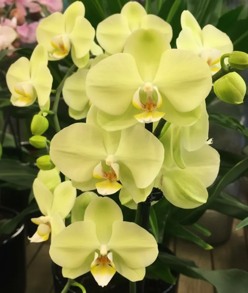 Phalaenopsis Sunshower Near to Blooming Size