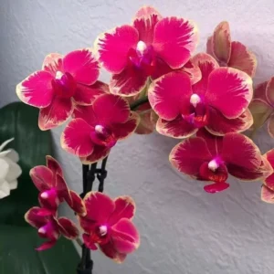 Ready to Flower Size Phalaenopsis PP027