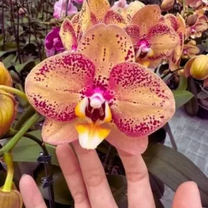 Ready to Flower Size Phalaenopsis PP078