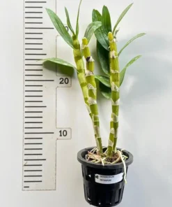 Alternative view of Nobile Napori Blooming Size