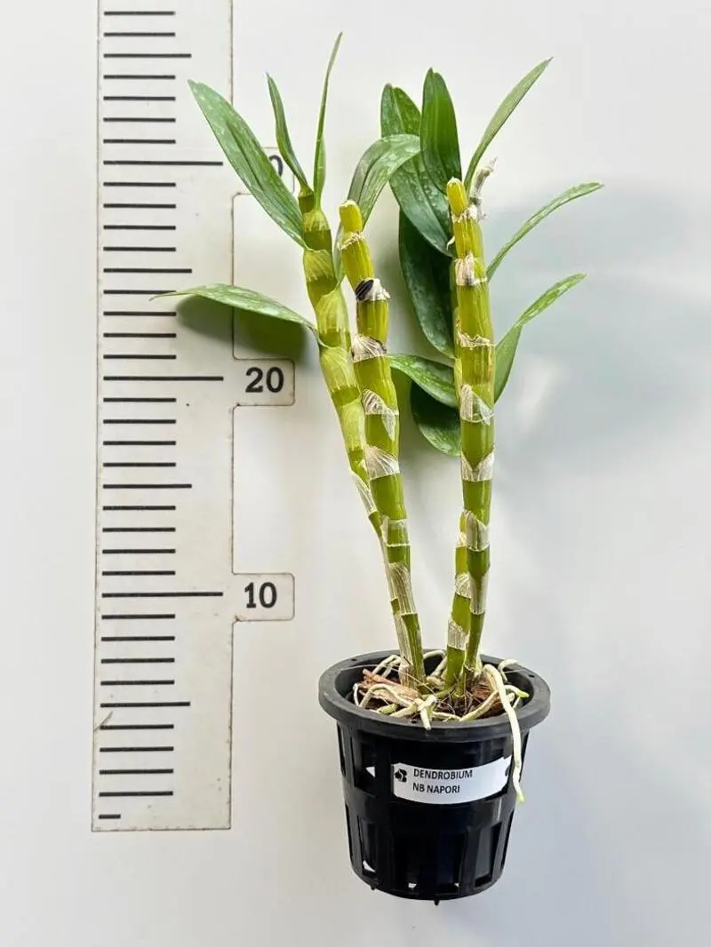 Nobile Napori Blooming Size - Image 2