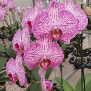 Phalaenopsis Ready to Flower Size Dreamline