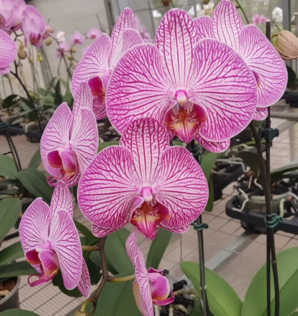 Phalaenopsis Ready to Flower Size Dreamline
