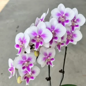 Ready to Flower Size Phalaenopsis PP351
