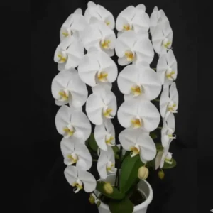 Phalaenopsis Misty Snow Near to Blooming Size