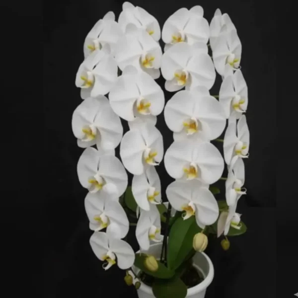Phalaenopsis Misty Snow Near to Blooming Size