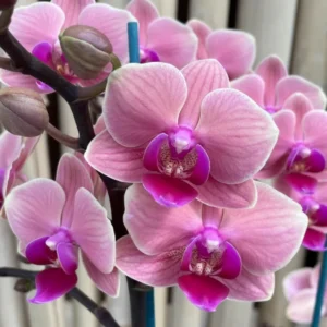 Ready to Flower Size Phalaenopsis Midnight Sun