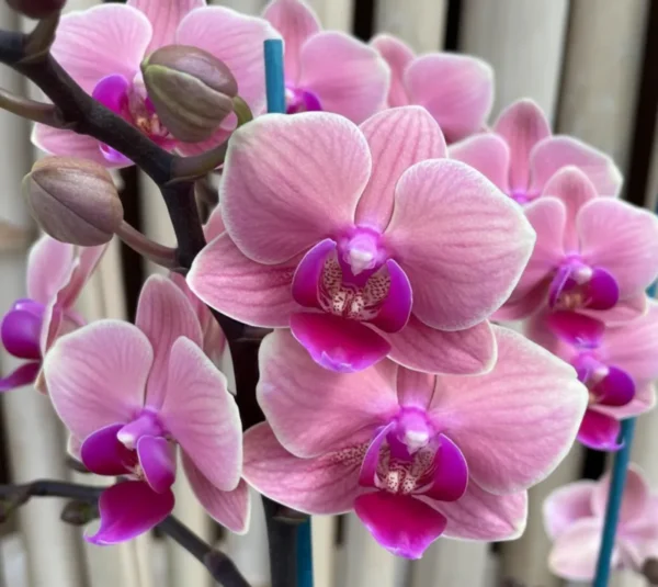 Ready to Flower Size Phalaenopsis Midnight Sun