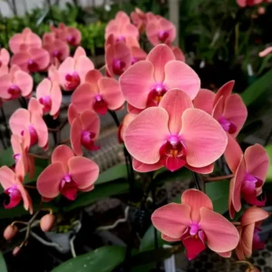 Ready to Flower Size Phalaenopsis PP261