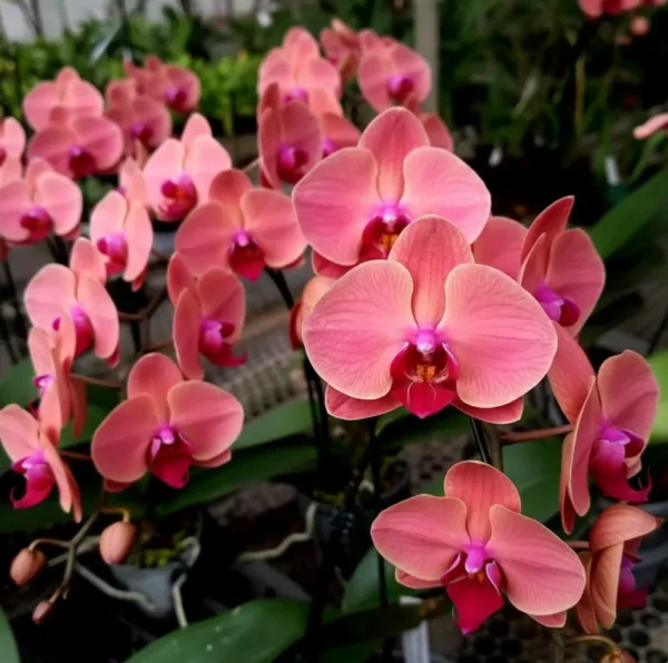 Ready to Flower Size Phalaenopsis PP261