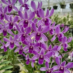 Sqaurrel Blue Seedling