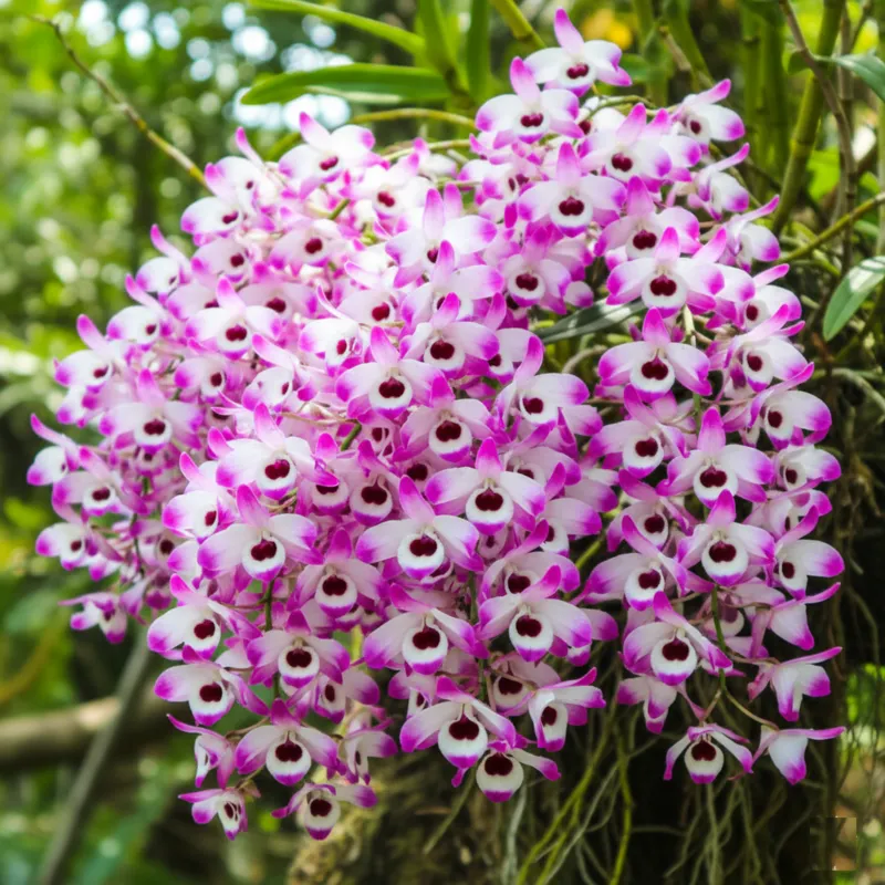 Nobile Napori Blooming Size
