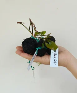 Alternative view of Vietnam Princess Water Lily