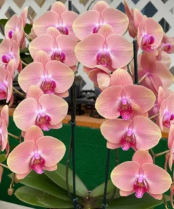 Phalaenopsis Ready to Flower Size Midsummer Night
